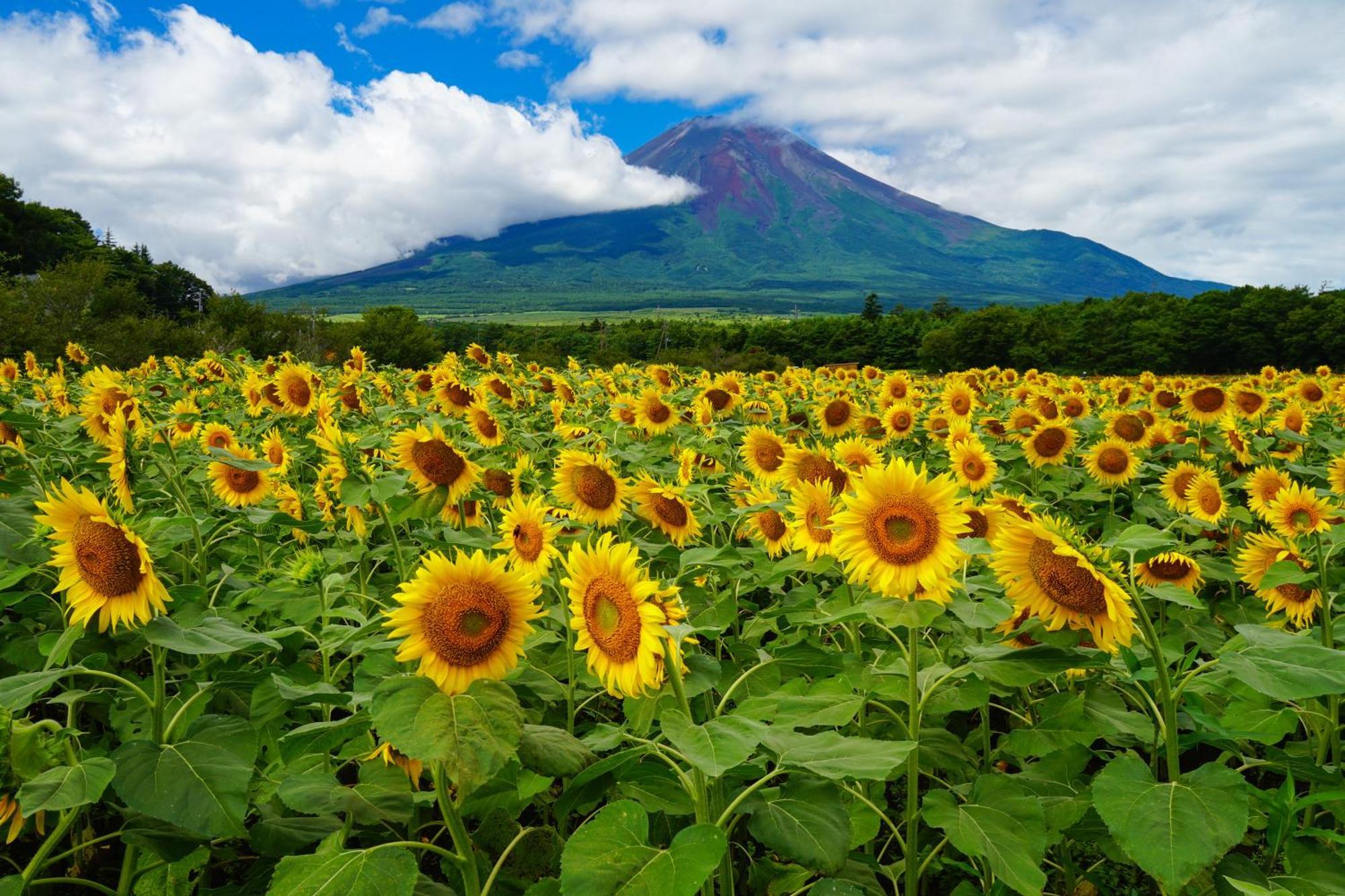 Fuji Yamanakako Hotel Luaran gambar